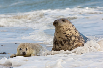 Картинка животные тюлени +морские+львы +морские+котики морские котики малыш мама