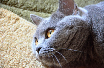 Картинка животные коты ковер усы кот британец голова