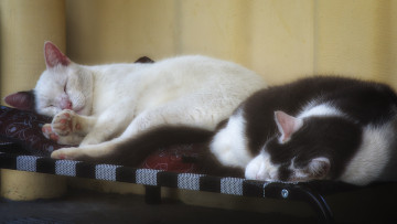 Картинка животные коты кот кошка