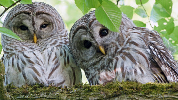 Картинка животные совы природа веточки взгляд литья фото