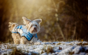 Картинка животные собаки друг взгляд собака