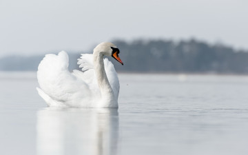 Картинка животные лебеди природа озеро лебедь