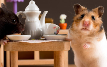 Картинка животные морские+свинки +хомяки чашки чаепитие чайник стол хомяки блюдца