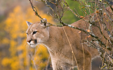 Картинка животные пумы кусты кугуар пума осень