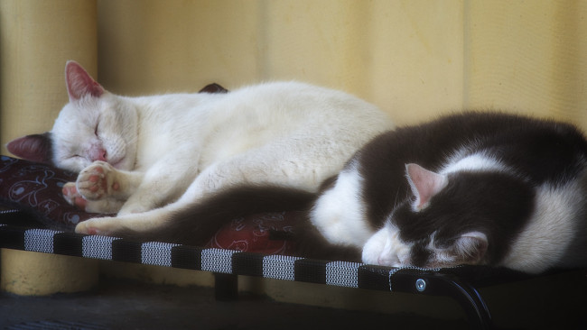 Обои картинки фото животные, коты, кот, кошка