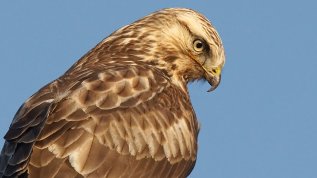 Обои картинки фото животные, птицы - хищники, небо, сокол, взгляд