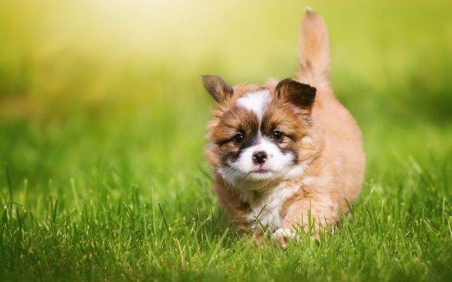 Обои картинки фото животные, собаки, собака, друг, взгляд