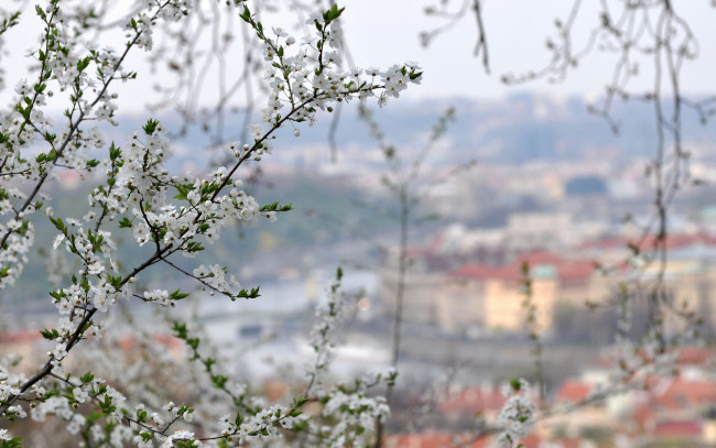 Обои картинки фото цветы, цветущие деревья ,  кустарники, ветки, весна, листья, цветение