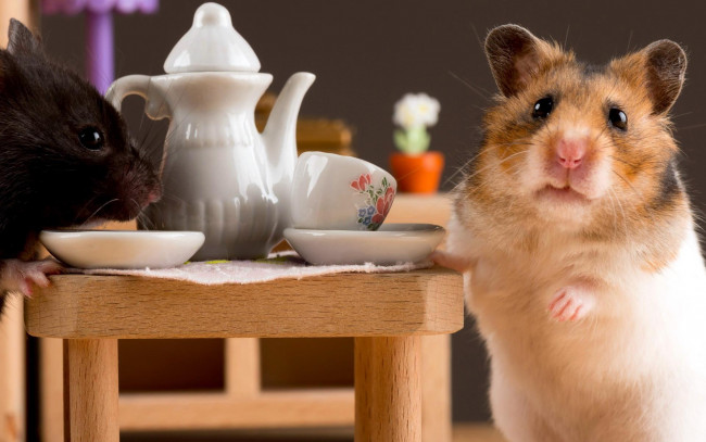 Обои картинки фото животные, морские свинки,  хомяки, чашки, чаепитие, чайник, стол, хомяки, блюдца