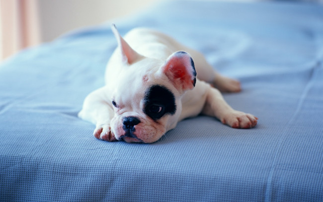 Обои картинки фото животные, собаки, лежит, мопс, фон, щенок, собака