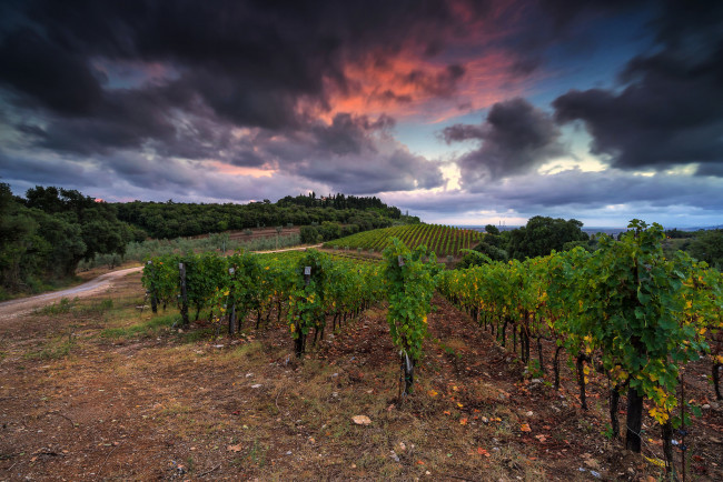 Обои картинки фото природа, поля, виноградник