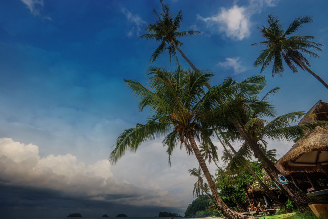 Обои картинки фото природа, тропики, пальмы, пляж