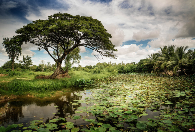 Обои картинки фото природа, реки, озера, лес, река