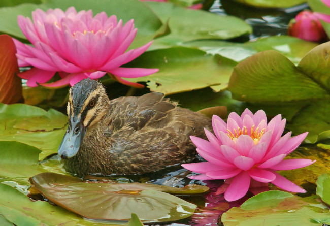 Обои картинки фото животные, утки, лилии, утка