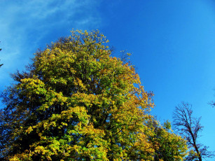 Картинка природа деревья осень