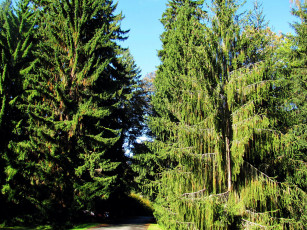 Картинка природа деревья сосны