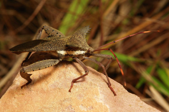 Картинка животные насекомые жук