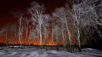 Картинка природа зима деревья