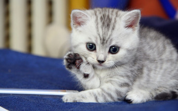 Картинка животные коты котёнок