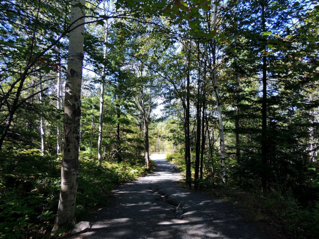 Обои картинки фото природа, лес, лето, тропинка, березки