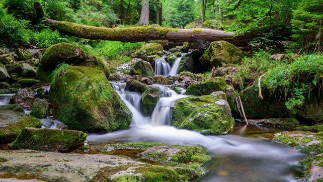 Обои картинки фото природа, реки, озера, река, лес