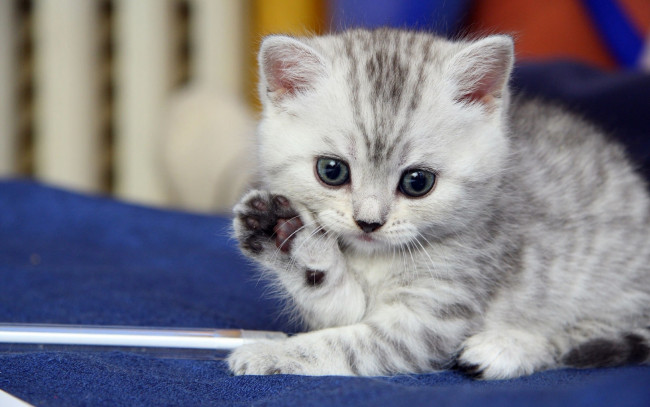 Обои картинки фото животные, коты, котёнок