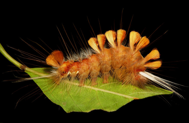 Обои картинки фото животные, гусеницы, гусеница
