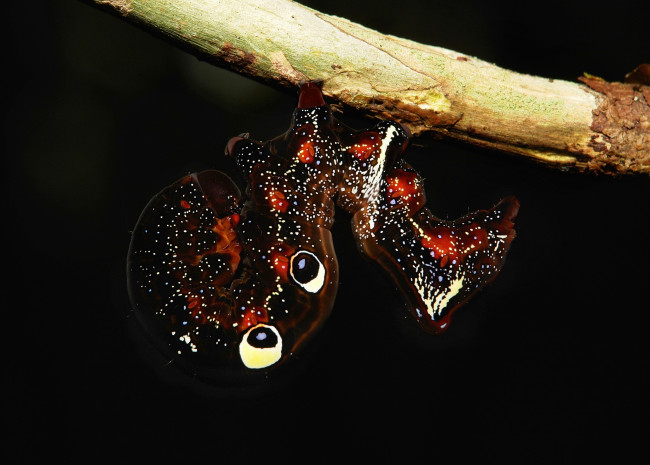 Обои картинки фото животные, гусеницы, гусеница