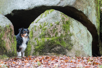 Картинка животные собаки взгляд собака