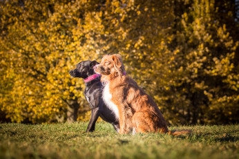 Картинка животные собаки взгляд собака