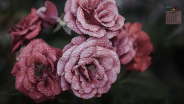 Картинка календари цветы роза 2018