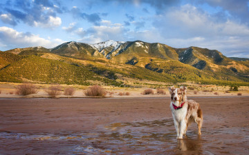 Картинка животные собаки друг собака взгляд