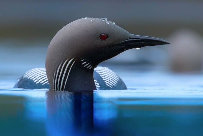 Обои картинки фото животные, птицы, вода, клюв, капли, фон, птица