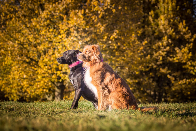 Обои картинки фото животные, собаки, взгляд, собака