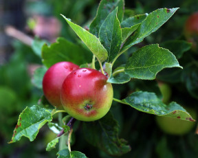 Картинка природа плоды яблоки ветка