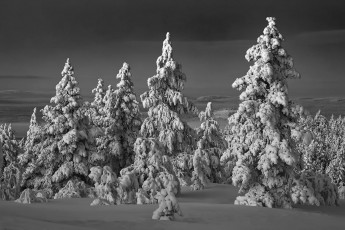 Картинка природа зима снег лес