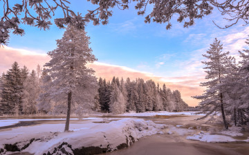 Картинка природа зима деревья снег