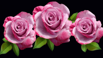 Картинка цветы розы трио