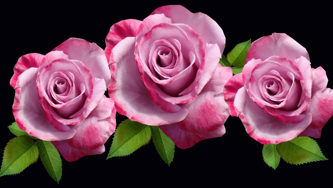 Обои картинки фото цветы, розы, трио