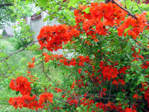 обоя цветы, айва, цветущая, весна