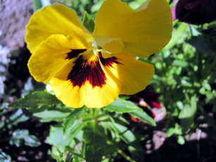 Картинка цветы анютины+глазки+ садовые+фиалки желтый