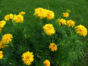 Картинка цветы бархатцы тагетес