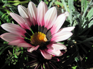 Картинка цветы газания макро