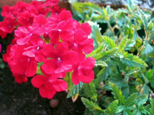 Картинка цветы вербена