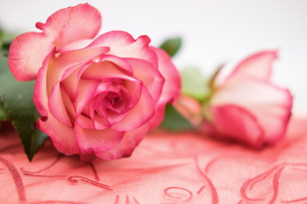 Картинка цветы розы розовые бутоны