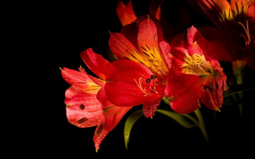Картинка цветы альстромерия алый