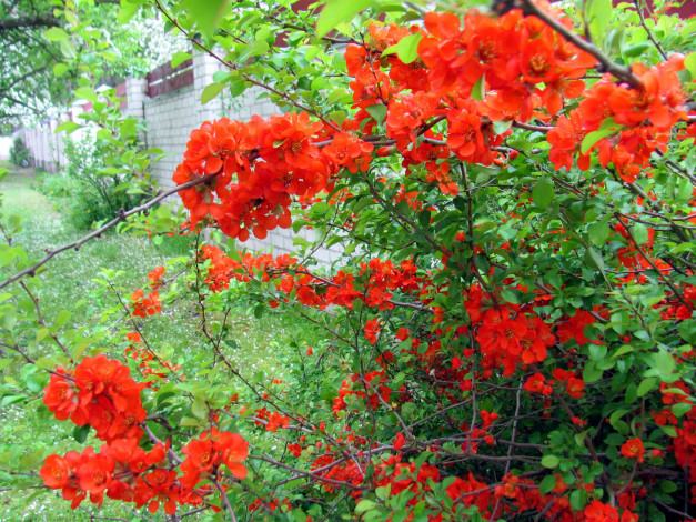 Обои картинки фото цветы, айва, цветущая, весна