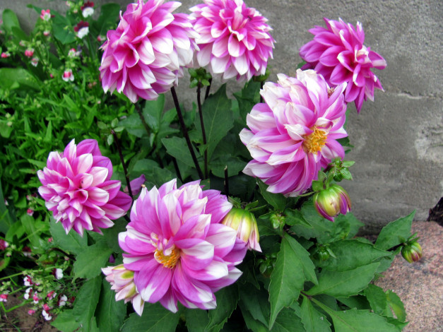 Обои картинки фото цветы, георгины, бело-розовые