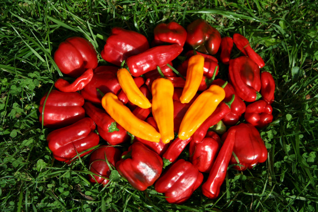 Обои картинки фото еда, перец, трава, болгарский, желтый, красный, стручки