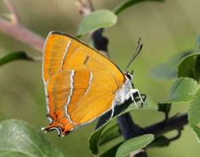 Картинка животные бабочки +мотыльки +моли бабочка